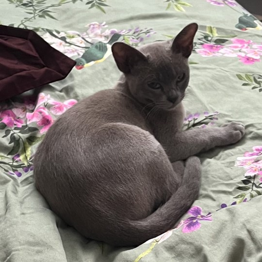 Bruce DSH lost 17 feb